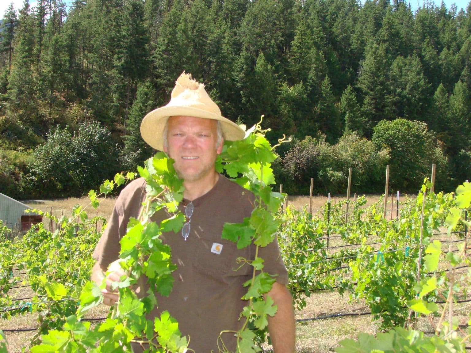 A man in a straw hat stands among grapevines in a vineyard with trees in the background.