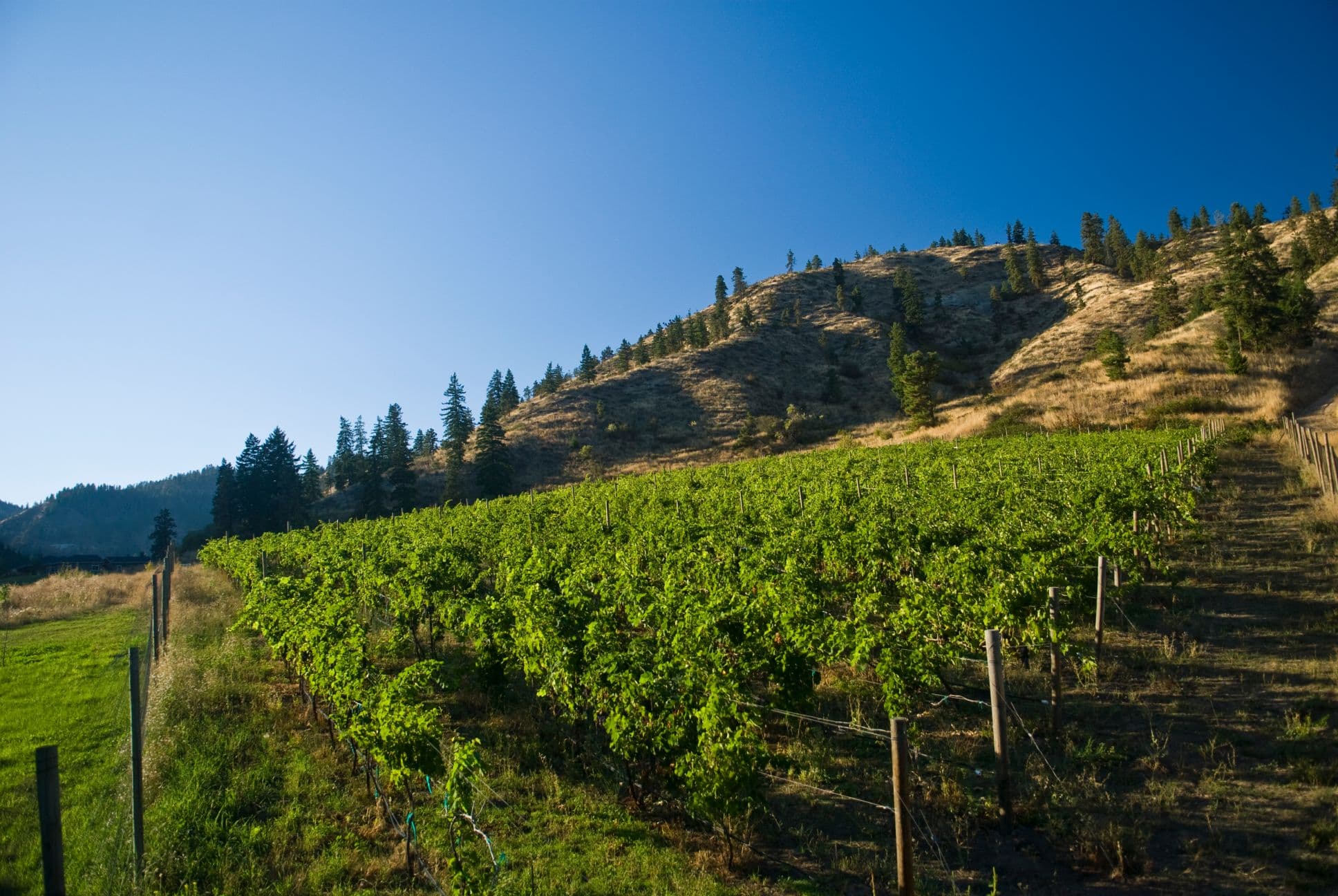 Lush grapevines stretch across a hillside under a clear blue sky.
