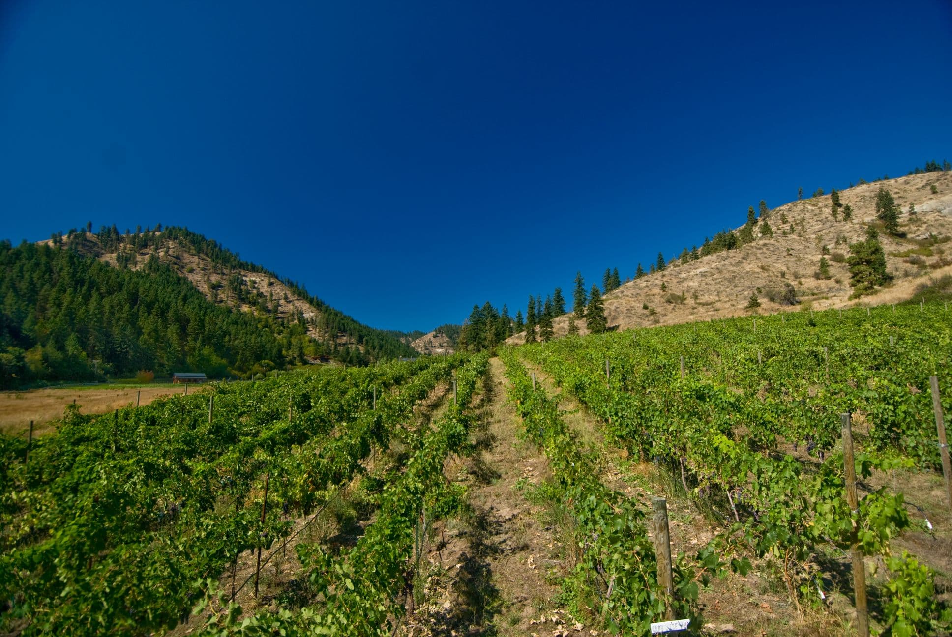 Lush vineyards stretch across rolling hills under a clear blue sky.