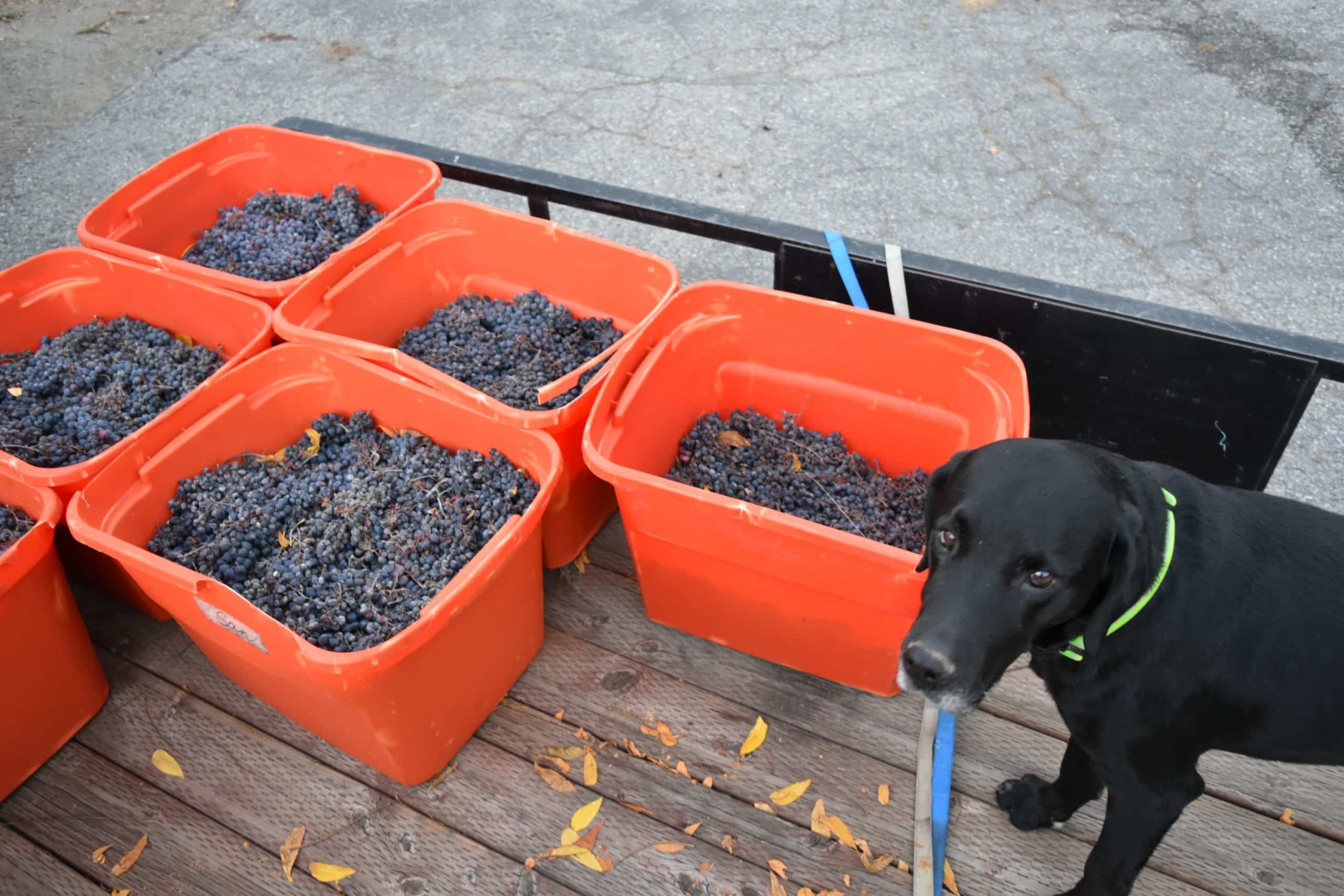 A black dog stands beside several orange containers filled with grapes.