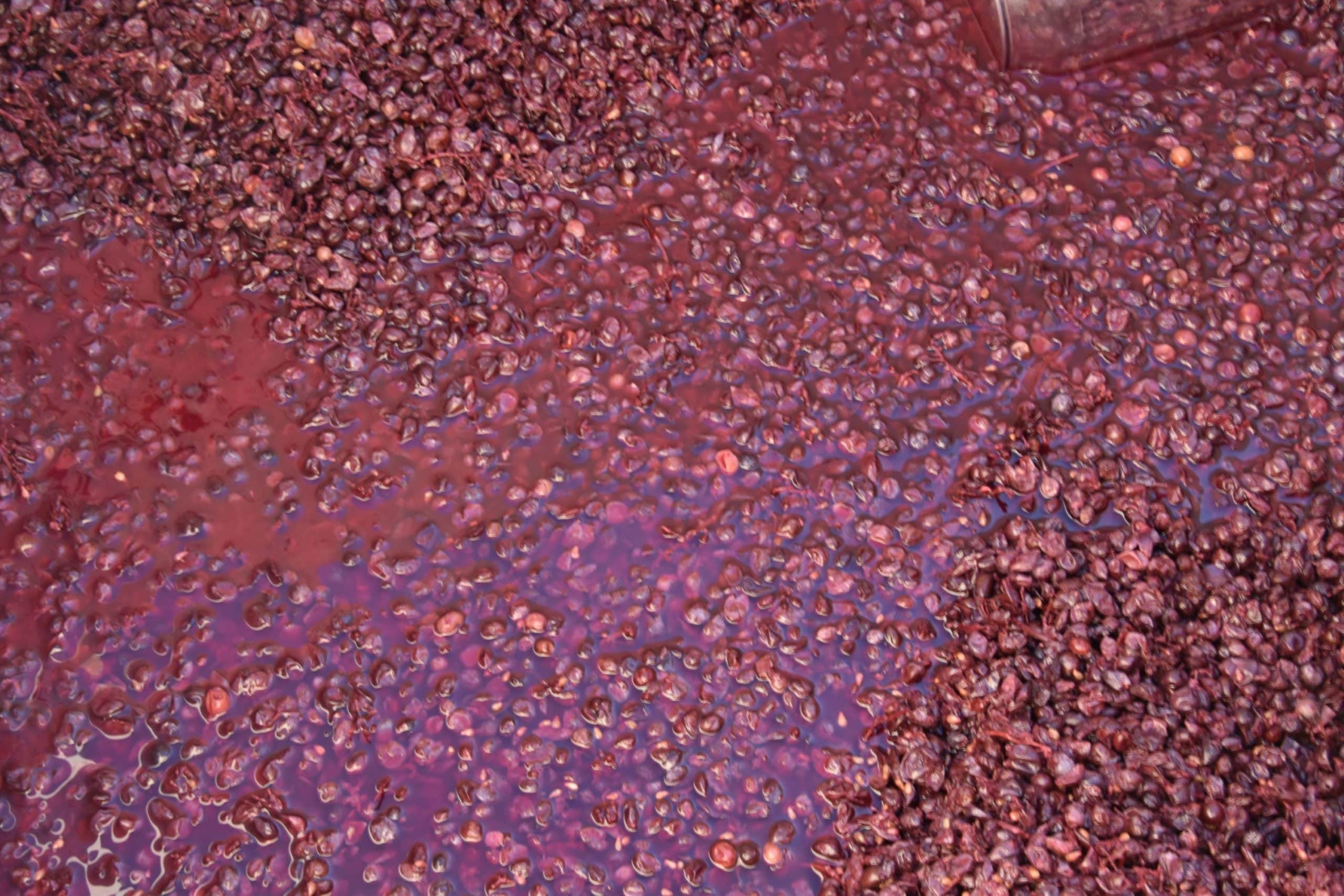 A close-up of fermented grape skins and seeds in a reddish liquid.
