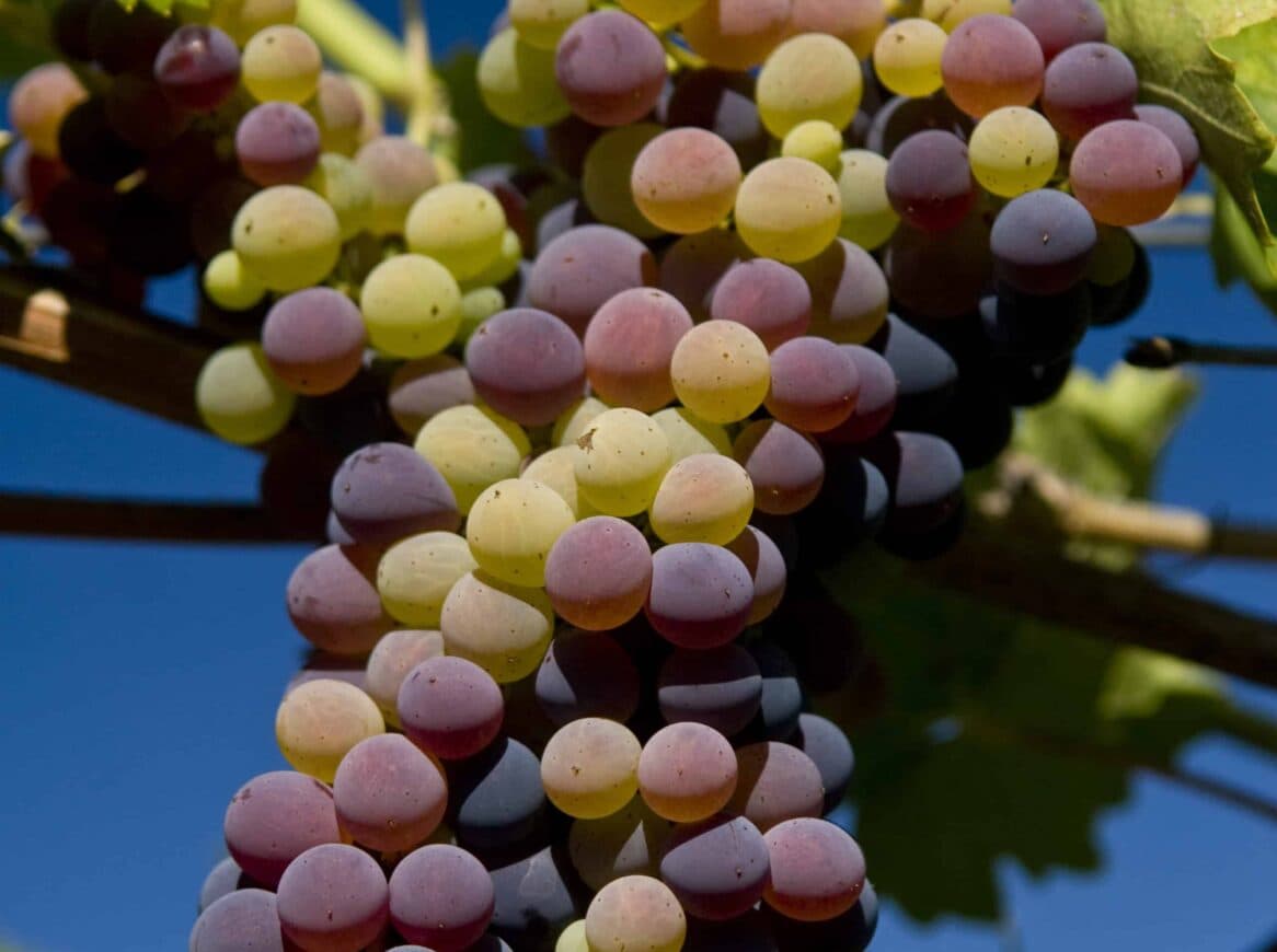 A close-up of a cluster of multi-colored grapes.