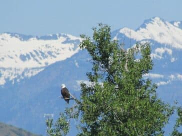 A bald eagle perched on a tree with snowy mountains in the background.