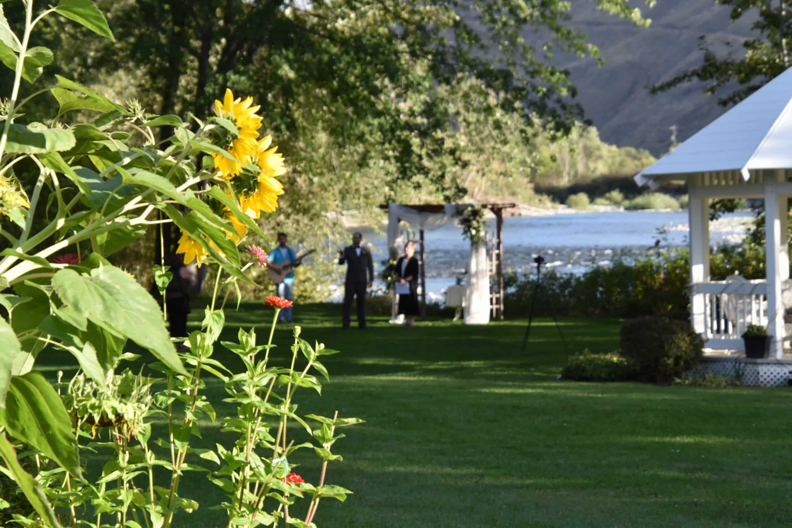 A garden scene featuring sunflowers in the foreground and a wedding ceremony by a river in the background.